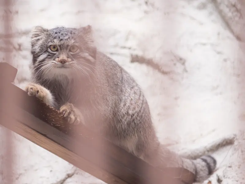 Фотография Фиги в Зоопарке Ногеяме