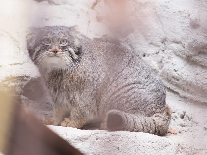 Фотография Фиги в Зоопарке Ногеяме
