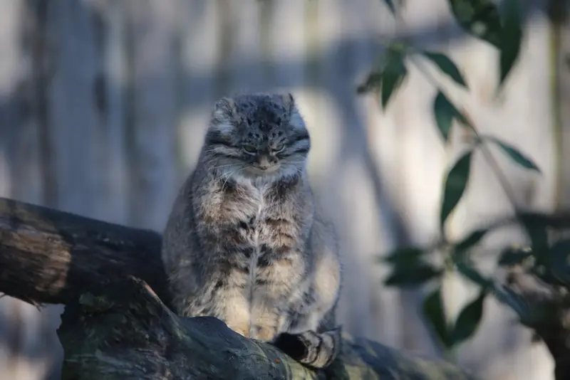 Фотография Ченду в Берлинском Зоопарке