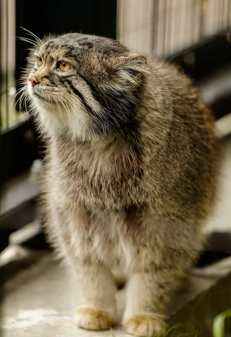 Фотография с манулом