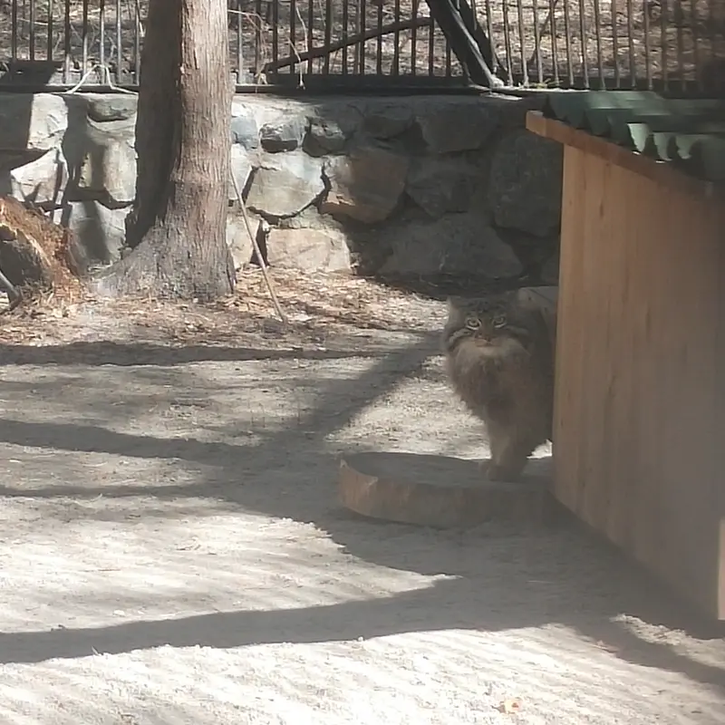 Фотография Леона в Новосибирском Зоопарке