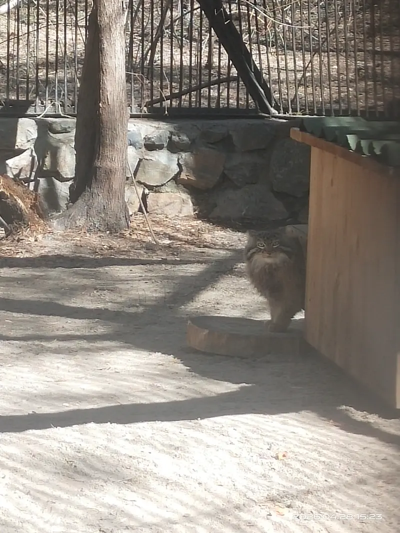 Фотография Леона в Новосибирском Зоопарке