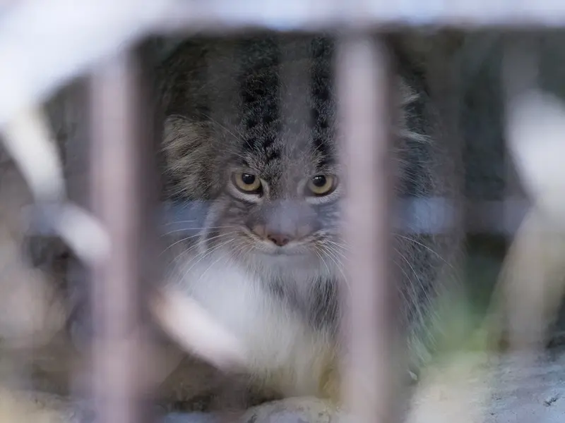 Фотография Фиги в Зоопарке Ногеяме
