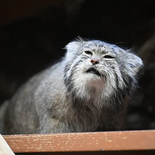 Фотография Клёна в Зоопарке Уено