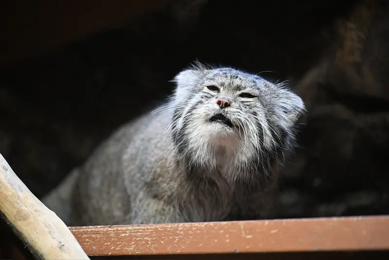 Фотография Клёна в Зоопарке Уено