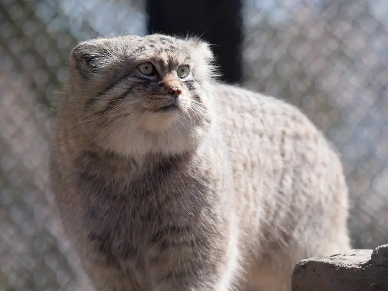 Фотография Лотоса в Детском зоопарке Сайтама