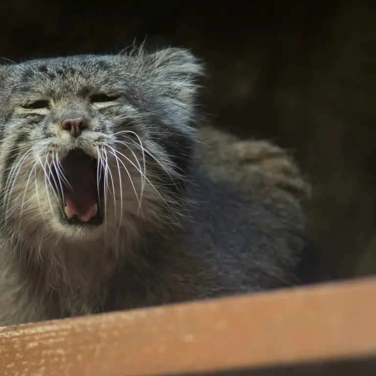 Фотография Клёна в Зоопарке Уено