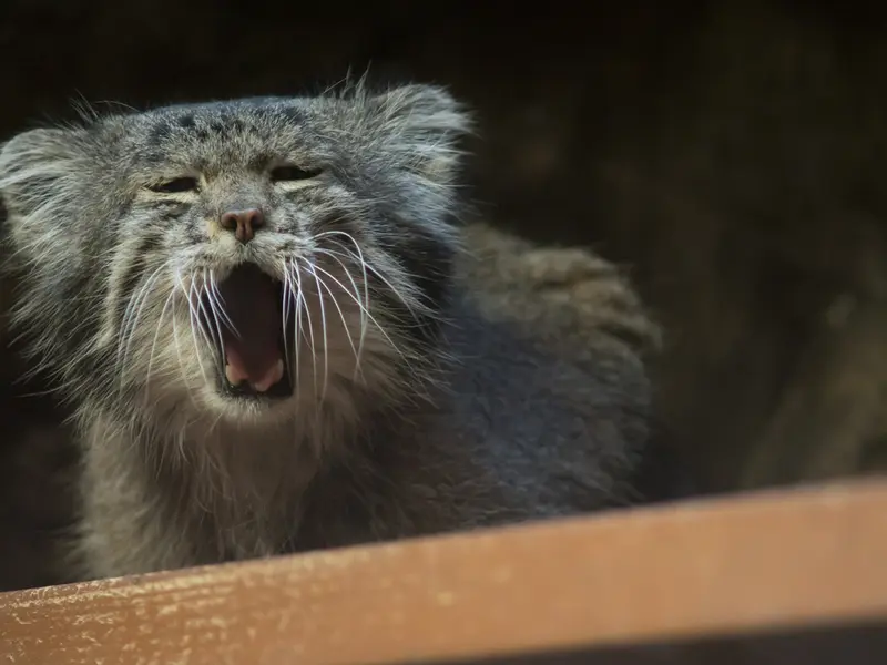 Фотография Клёна в Зоопарке Уено