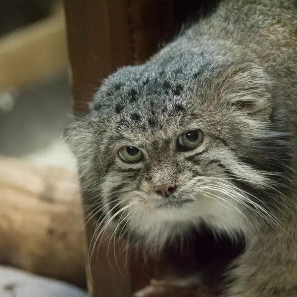 Фотография Клёна в Зоопарке Уено