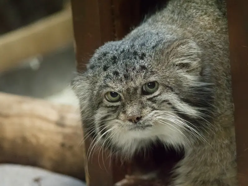 Фотография Клёна в Зоопарке Уено