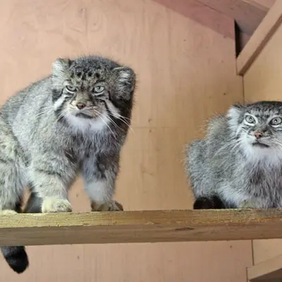 Фотография Себастьяна и Мари в Детском зоопарке Сайтама