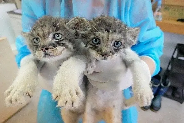 Фотография с манулом