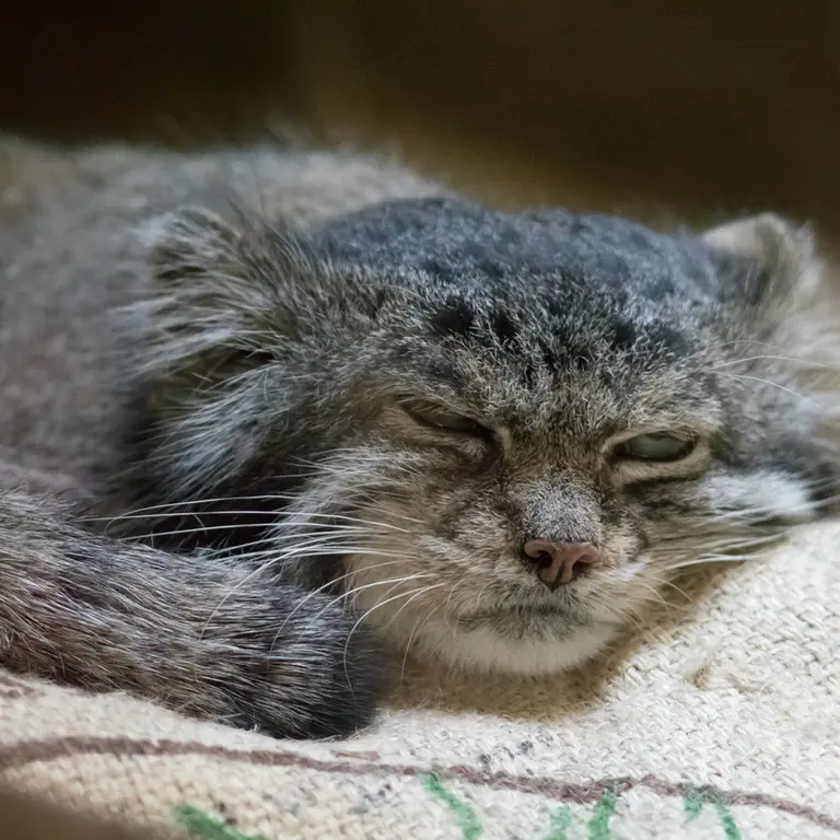 Фотография Клёна в Зоопарке Уено