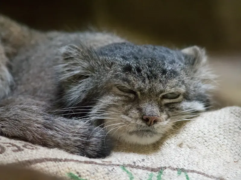 Фотография Клёна в Зоопарке Уено