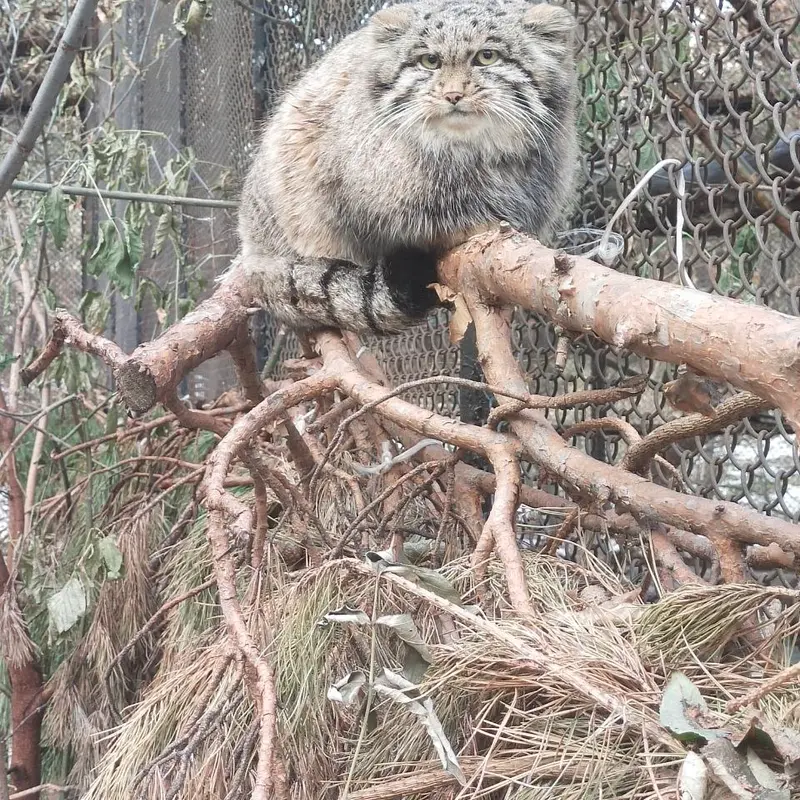 Фотография Серого в Новосибирском Зоопарке