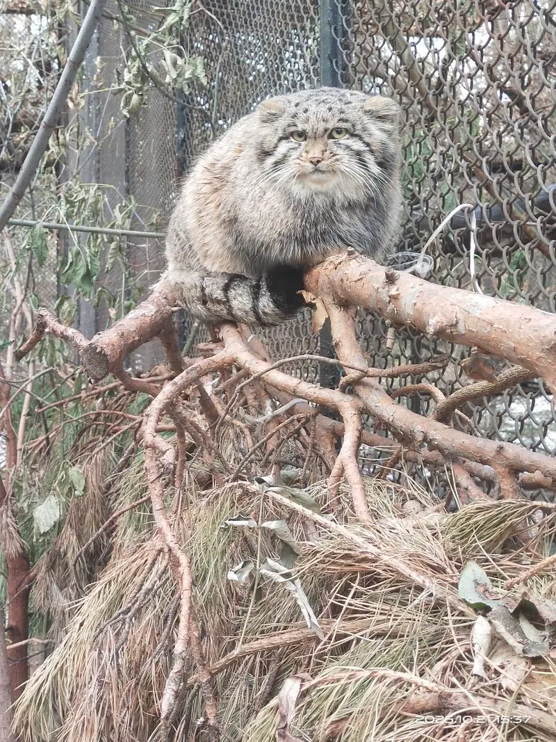 Фотография Серого в Новосибирском Зоопарке