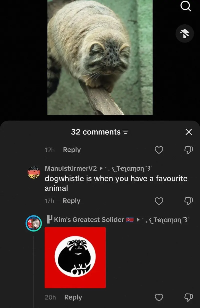 Фотография с манулом