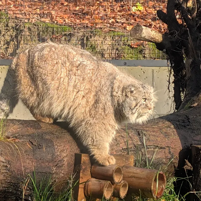 Фотография Мануэля в Гданском Зоопарке