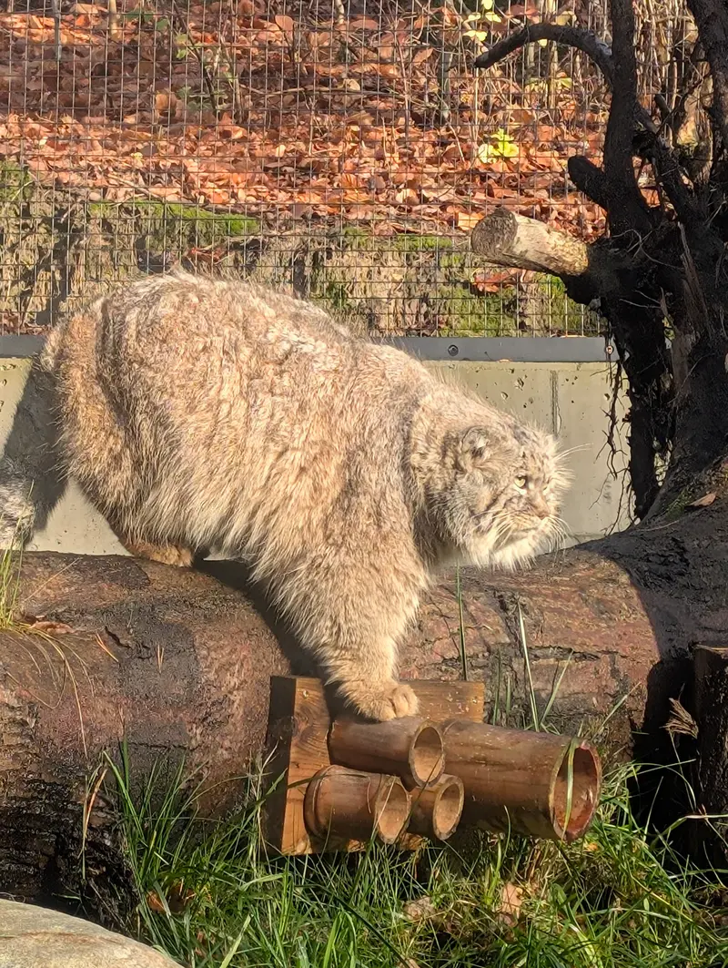 Фотография Мануэля в Гданском Зоопарке