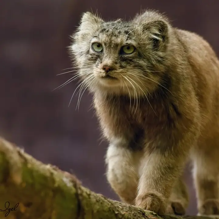 Фотография Ротанга в Сафари-заповеднике Люминьи