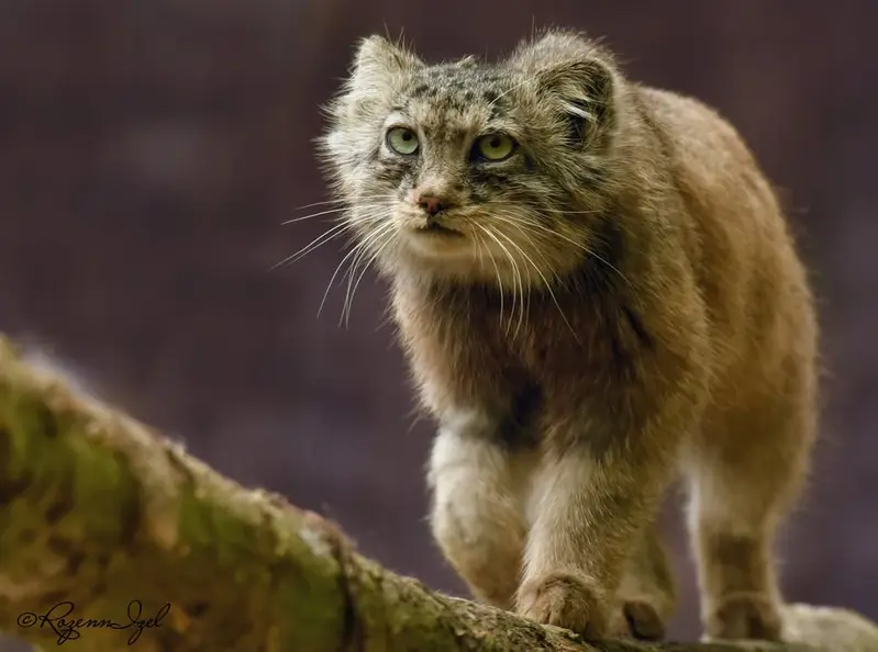 Фотография Ротанга в Сафари-заповеднике Люминьи