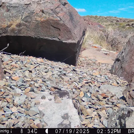 Фотография с манулом с фотоловушки Киикбай