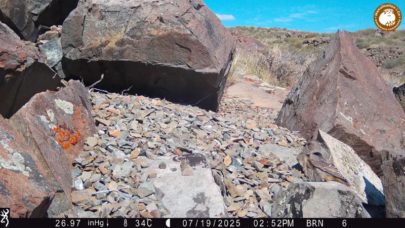 Фотография с манулом с фотоловушки Киикбай [новинка]