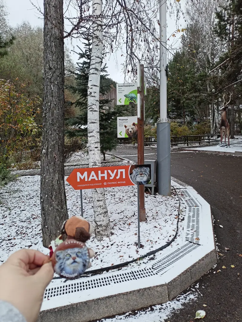 Фотография с манулом в Роевом ручье