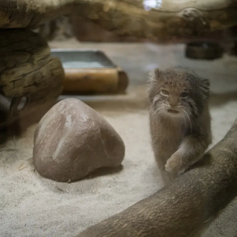 Фотография Клёна в Зоопарке Уено