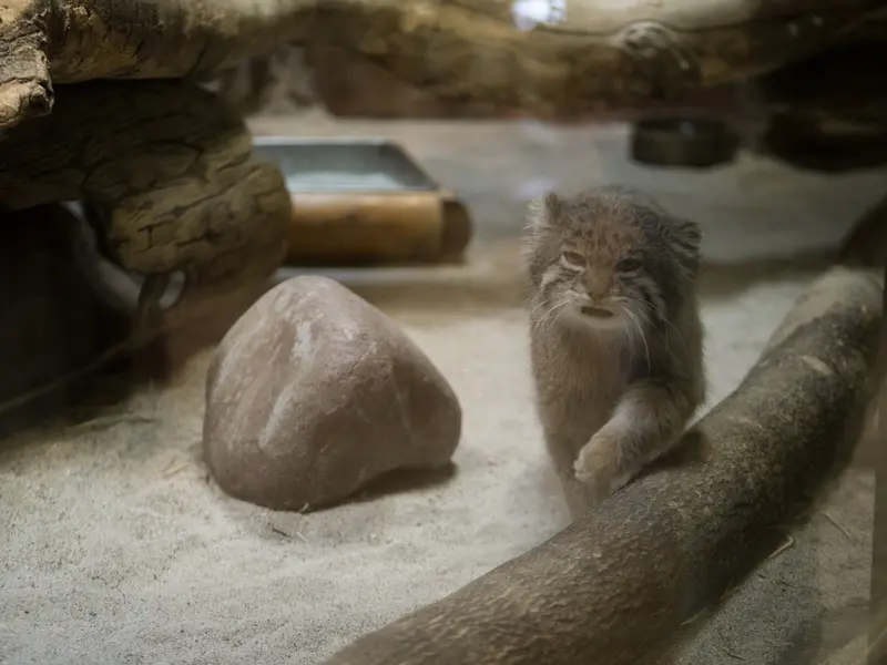 Фотография Клёна в Зоопарке Уено