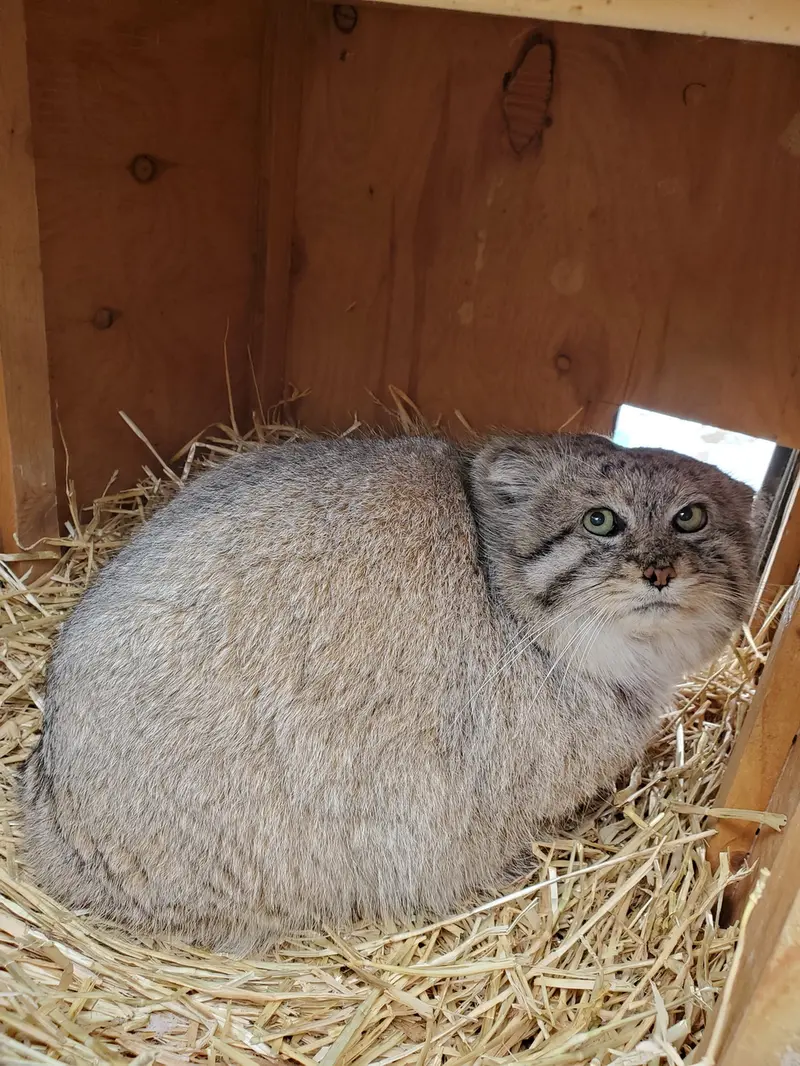 Фотография Машдога в Зоопарке Цинциннати