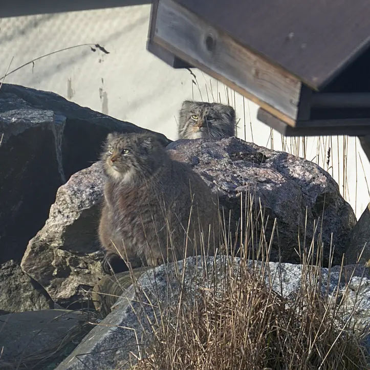 Фотография Мими в Зоопарке Коркеасаари