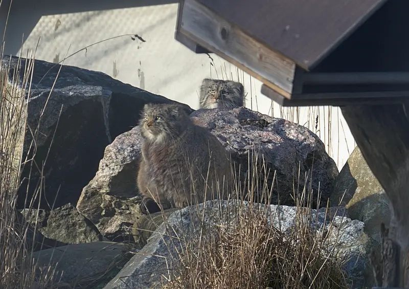 Фотография Мими в Зоопарке Коркеасаари