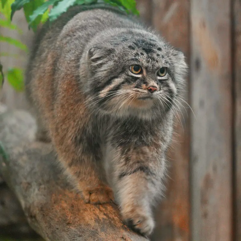 Фотография Нара в Царстве Животных Кобе