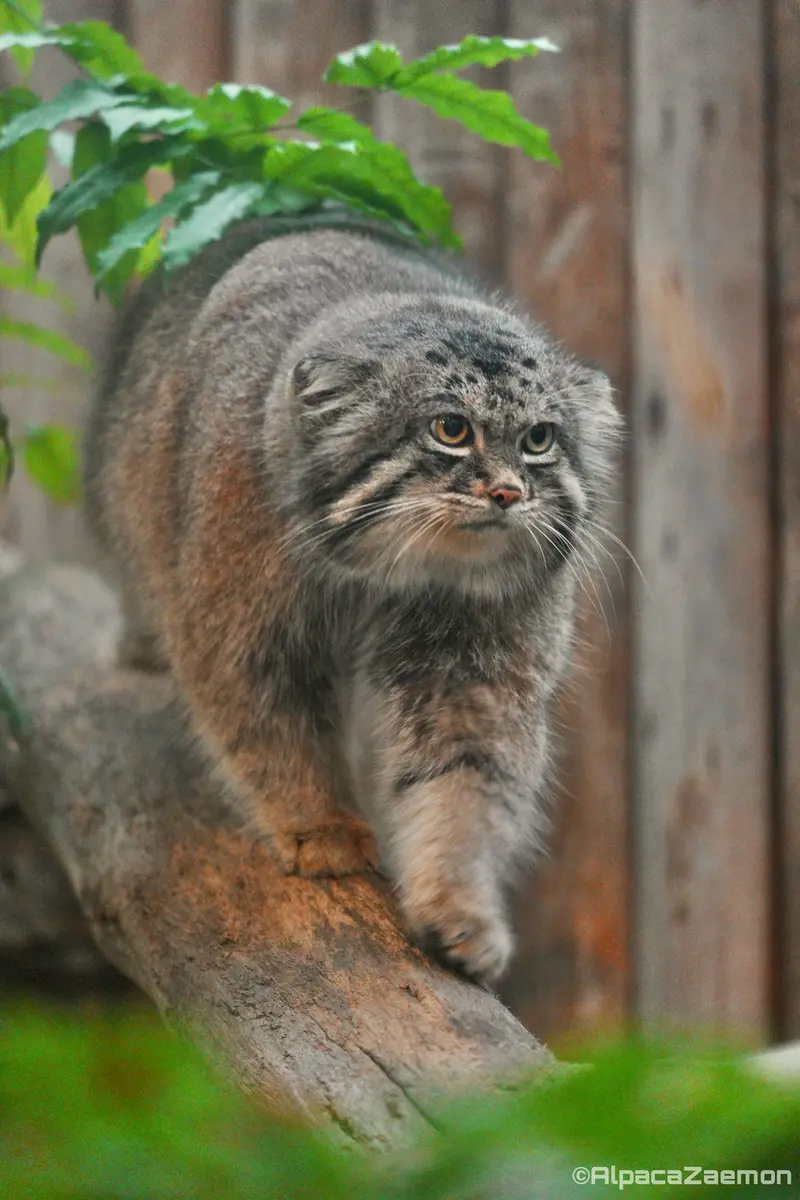 Фотография Нара в Царстве Животных Кобе