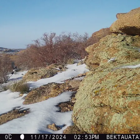 Фотография с манулом с фотоловушки Бектауата 2