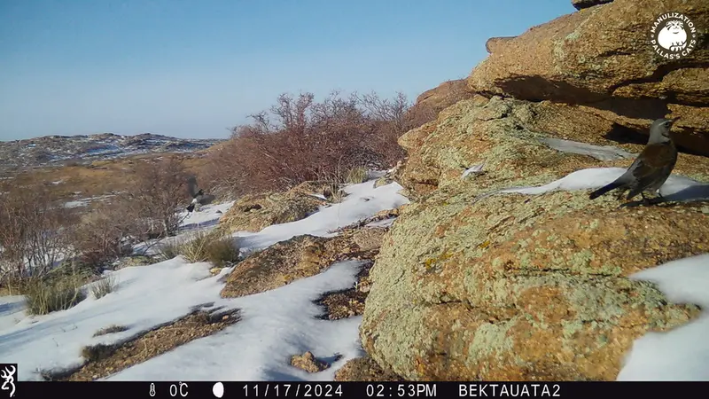 Фотография с манулом с фотоловушки Бектауата 2