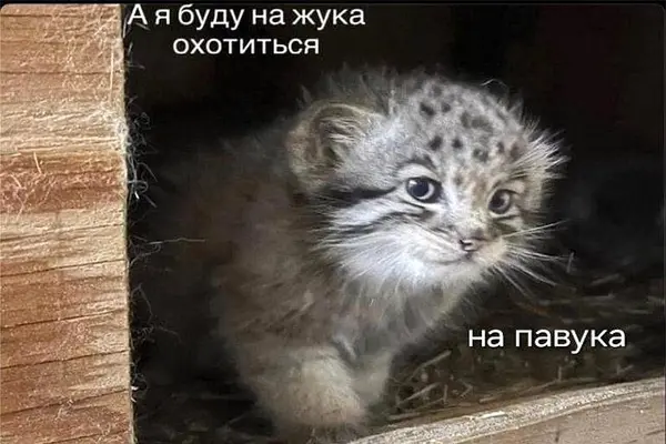 Фотография с манулом