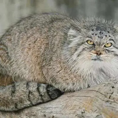 Фотография Агруни в Цюрихском Зоопарке