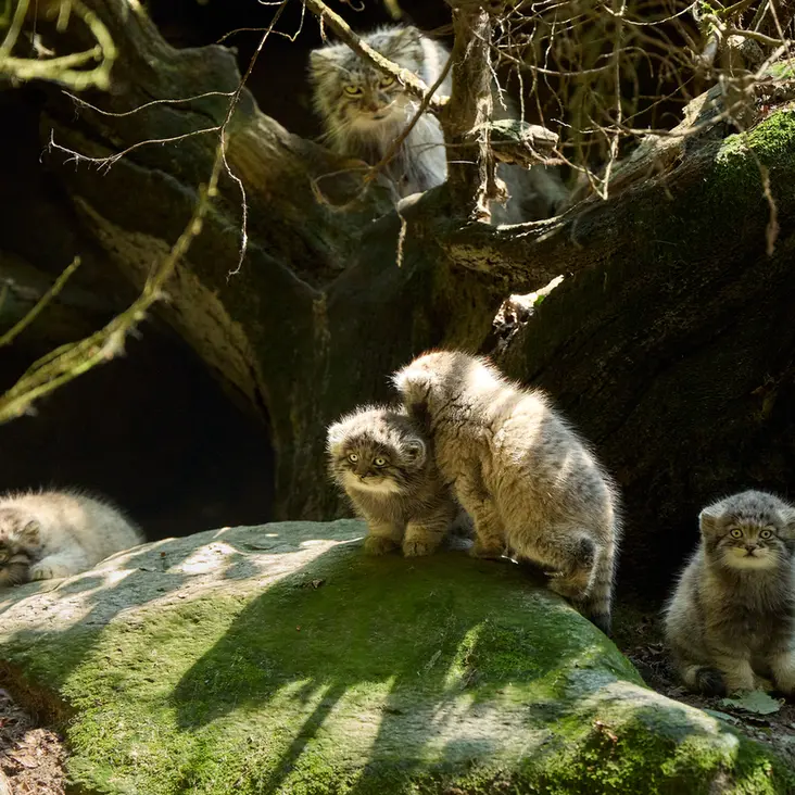 Фотография Саран в Ла Торбиере