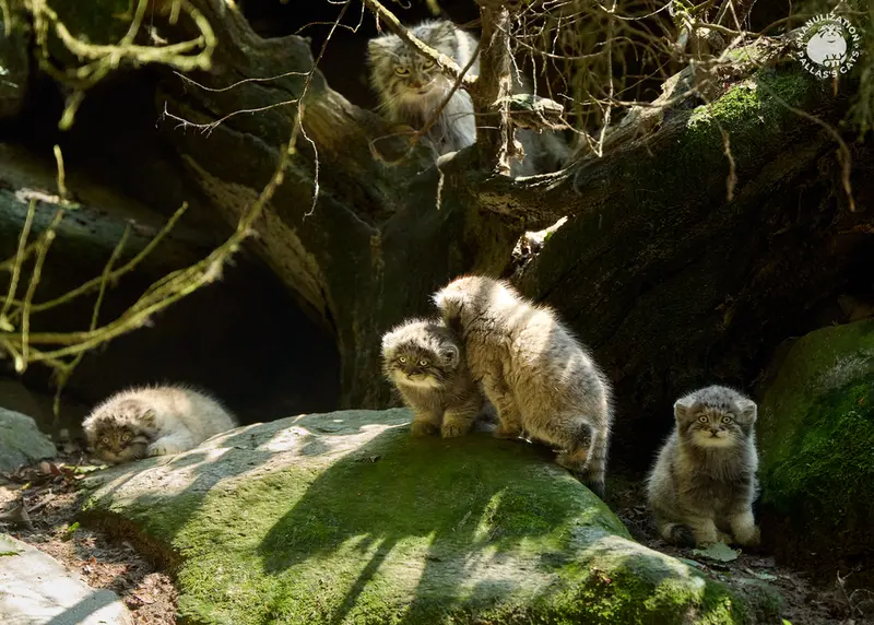 Фотография Алтаны, Цас, Саран, Ариуны, и Туя́ в Ла Торбиере