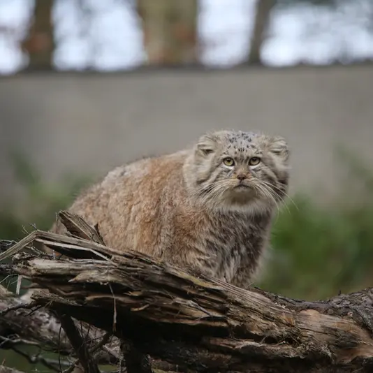 Фотография Мануэля в Гданском Зоопарке