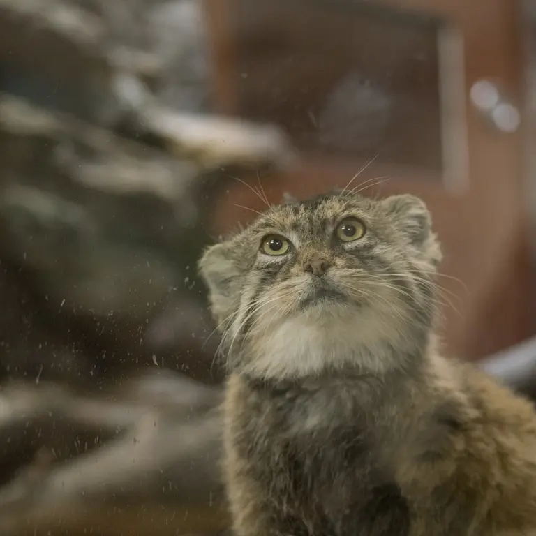 Фотография Примулы в Зоопарке Уено