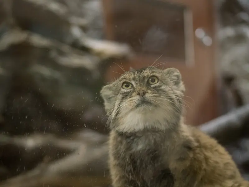 Фотография Примулы в Зоопарке Уено