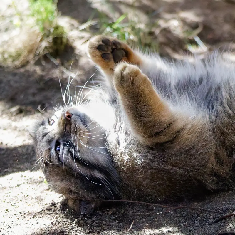 Фотография Нагому в Царстве Животных Насу