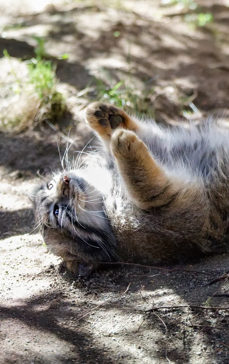 Фотография Нагому в Царстве Животных Насу