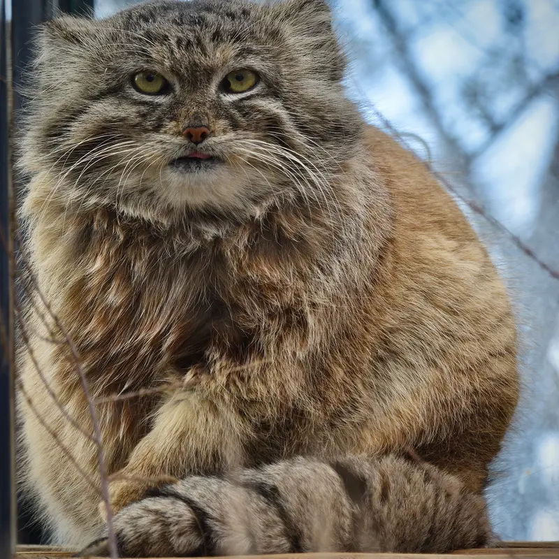 Фотография Спая в Пражском Зоопарке