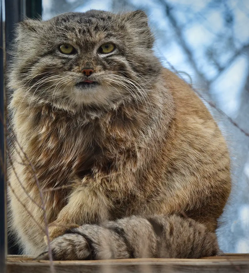 Фотография Спая в Пражском Зоопарке
