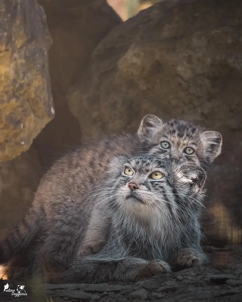 Фотография Наму и Бат-Эрдэнэ в Парке диких животных Порт-Лимпн