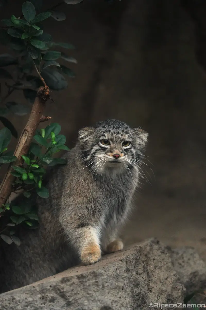 Фотография Нара в Царстве Животных Кобе